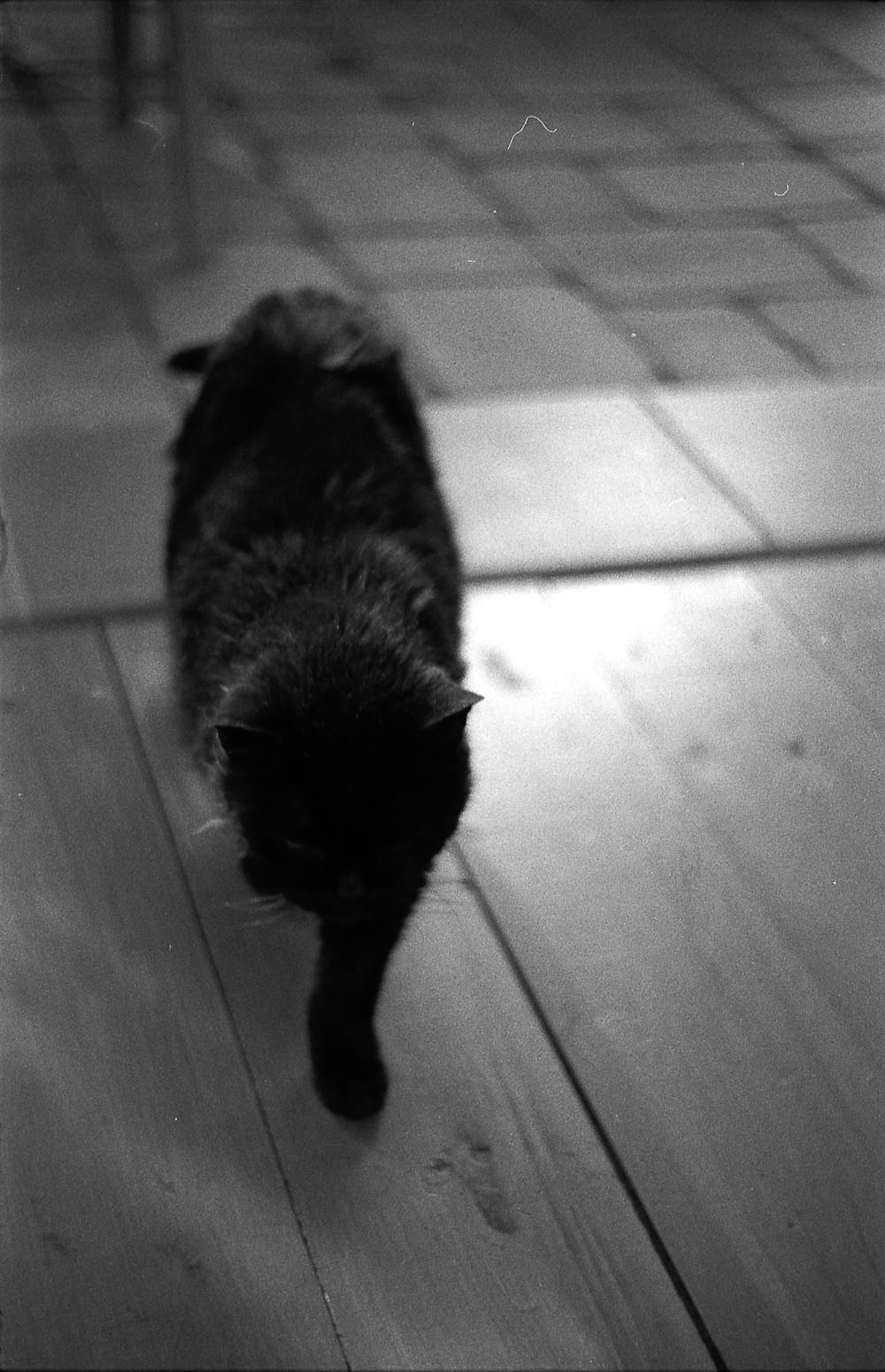 LEICAIIIC_HP5_ROD50_FX10-27