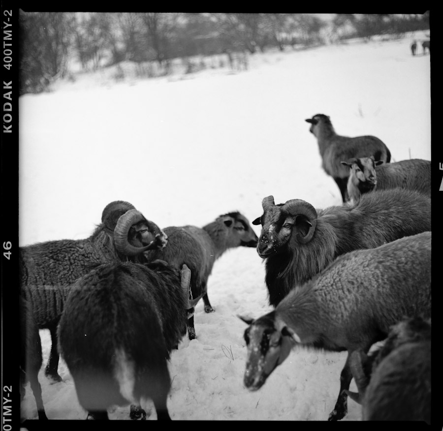 K88_V3_TMAX400_XTOL11_10-6